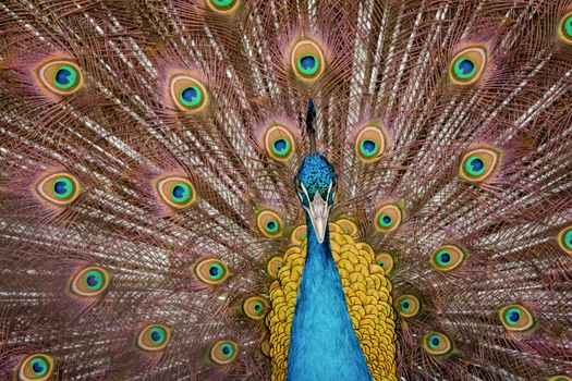 Peacock to spread his tail, showing its feathers. Close up portrait of peacock 