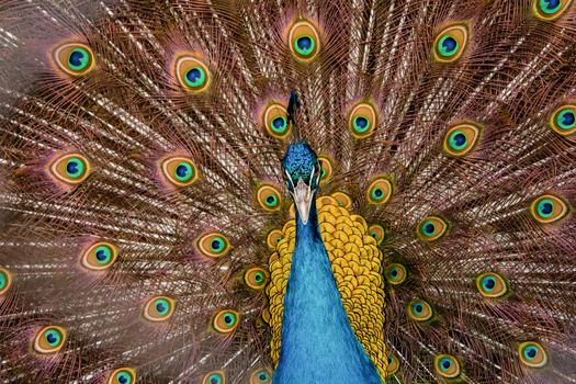 Peacock to spread his tail, showing its feathers. Close up portrait of peacock 