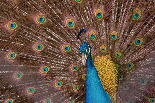 Peacock to spread his tail, showing its feathers. Close up portrait of peacock 