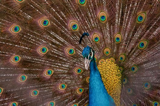 Peacock to spread his tail, showing its feathers. Close up portrait of peacock 