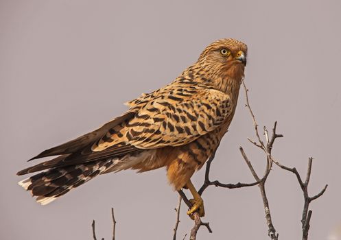 The Greater Kestrel (Falco rupicoloides) occurs in arid grassland ans semi-desert areas of Southern and Central Africa.