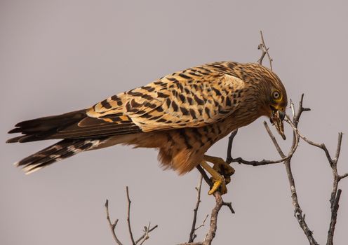 Greater Kestrel (Falco rupicoloides) devouring it's grasshopper prey. Although they may take small lizards and rodents, these Kestrels mainly prey on insects.