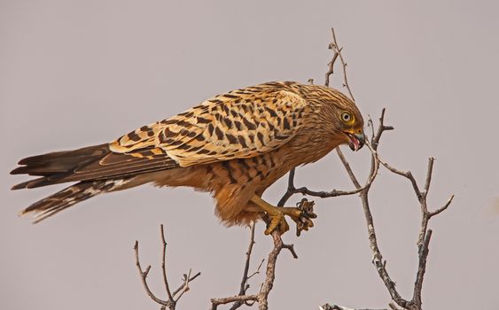 Greater Kestrel (Falco rupicoloides) with it's grasshopper prey. Photographed in the Kgalagadi Trans Frontier Park. South Africa