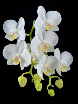 Blooming white phalaenopsis orchid with dense leaves on a black background.