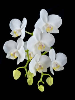 Blooming white phalaenopsis orchid with dense leaves on a black background.