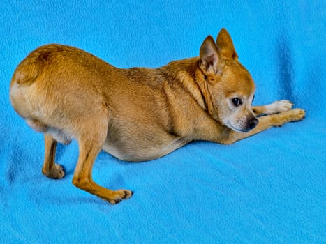 Dog male toy-terrier arched his back in a pose on a blue background.