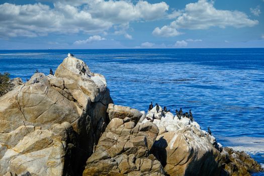 Sea Birds on Rocks in Monterey