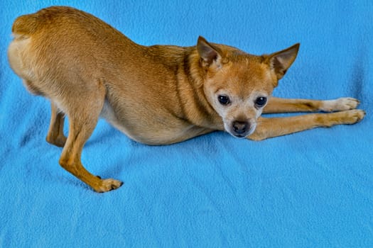 Dog male toy-terrier arched his back in a pose on a blue background.