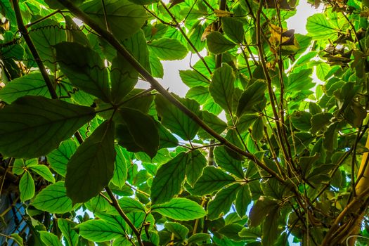 leaves of a giant grape vine plant, tropical cultivated plant specie, Horticulture and nature background