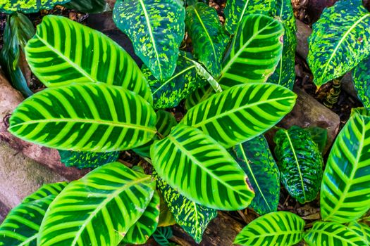 leaves of a zebra plant in closeup, tropical plant specie from Brazil, exotic garden and nature background