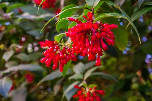 closeup of red flowers of a Fuchsia microphylla, popular tropical plant specie from mexico