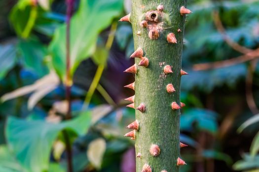details of the trunk of a silk floss tree, Thorny plant stem, tropical specie from America