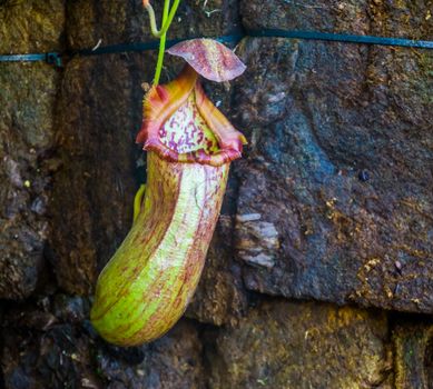 monkey cup of a tropical pitcher plant, nephenthes specie, carnivorous plants, nature background