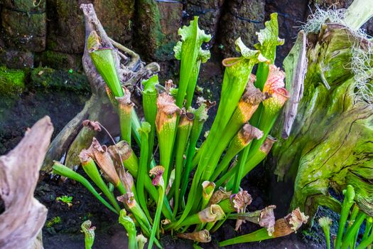 sarracenia, popular trumpet pichter plant in horticulture, tropical carnivorous specie from North America