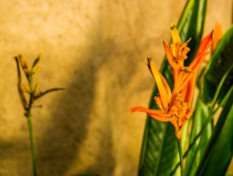 closeup of the flowers of a parrot's beak plant, popular tropical cultivated plant specie from America