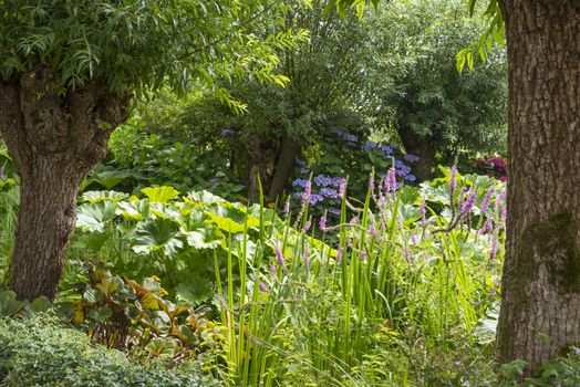 large garden with flowering plants and flowers between two pollard willows