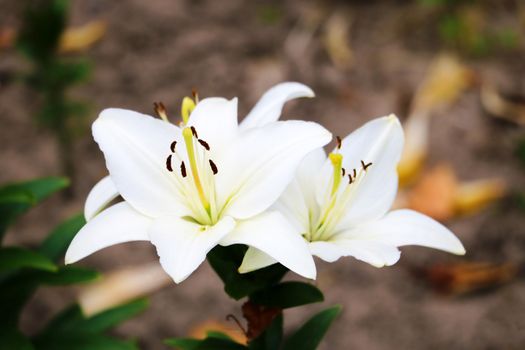 Beautiful white lily flowers on a background of green leaves outdoors. Shallow depth of field. Selective focus