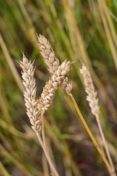 Fields of wheat at the end of summer fully ripe