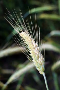 gold ears of wheat under sky. soft focus on field