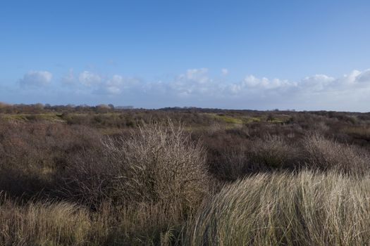 the dunes in holland near rockanje in winter