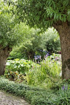 large garden with flowering plants and flowers between two pollard willows