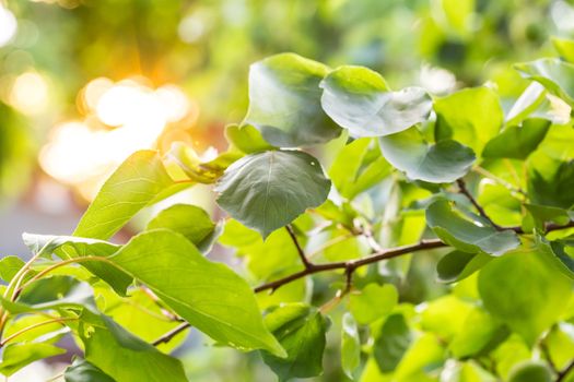 Unripe apricot fruit in sunny day, on apricot tree in garden. Sun rays in sunny apricots. Sunlight in garden.