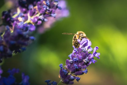 Bee pollination on a lavender flower.