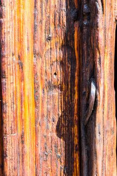 Old wood texture with the woodworm holes