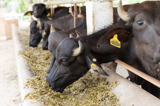 Feeding murrah buffalo with chopped dried hay in farm