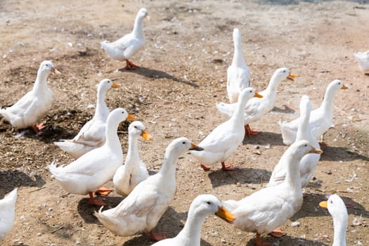 Free range duck in farm, natural livestock farming
