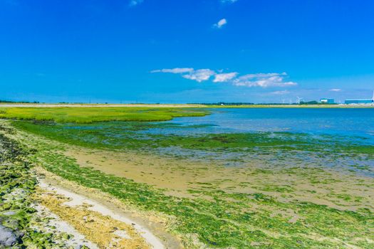 sea landscape blue sky and seaweed
