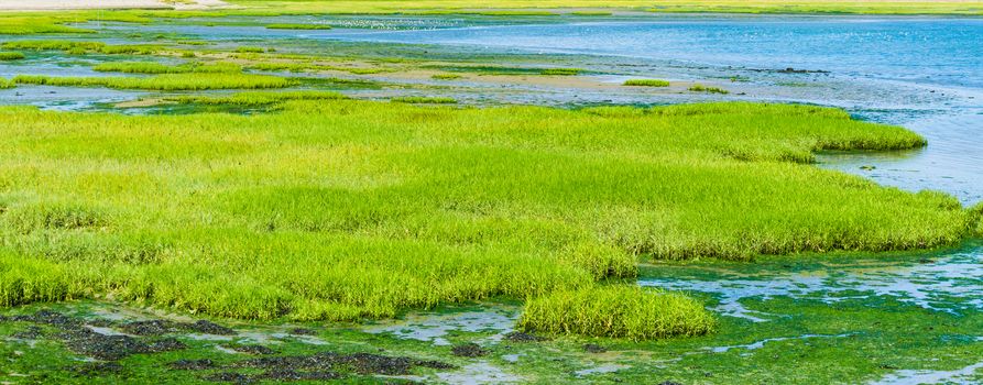 green plants island in the water panorama