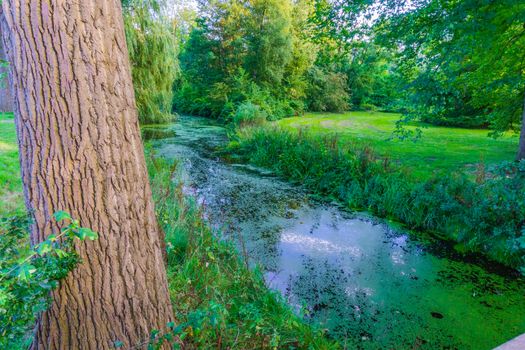 forest landscape background a tree with big river