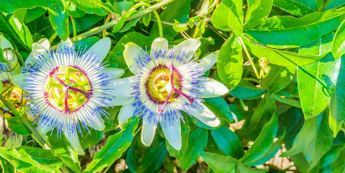 two passion flowers macro banner background vibrant white and purple colors