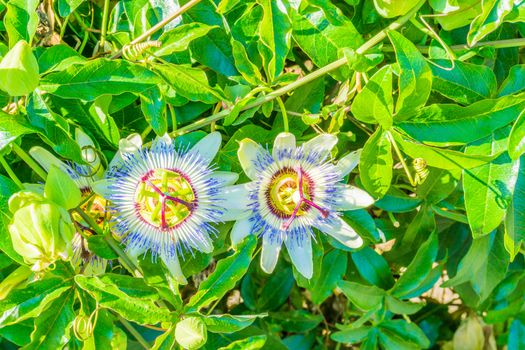 two passion flowers on a passion flower plant white blue colors
