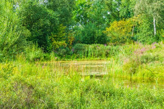 green grass and trees forest lake nature landscape