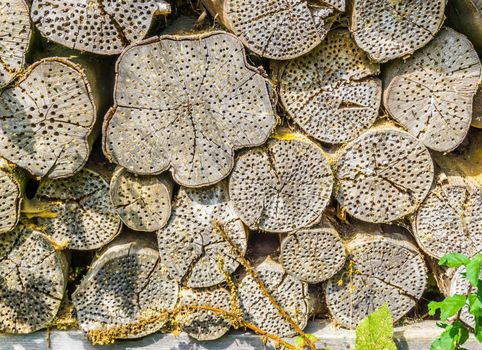 insect house shelter in tree trunk background texture