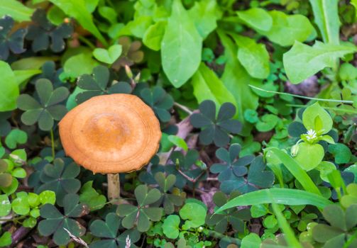 single mushroom with plants close up macro