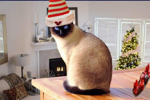 Christmas cute and funny cat wearing a elf hat sitting on a table in a decorated christmas house room