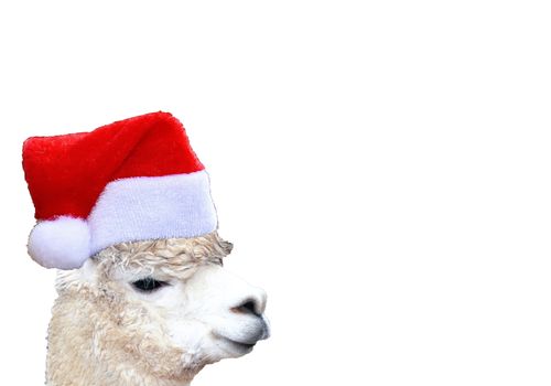 Christmas funny alpaca head wearing a santa claus hat isolated on a white background