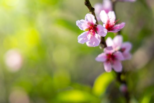 Sakura flowers blooming blossom in Chiang Mai, Thailand, nature background