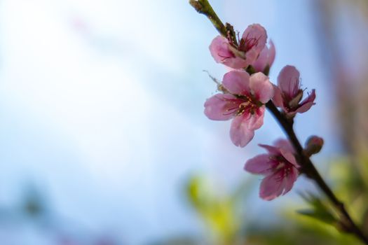 Sakura flowers blooming blossom in Chiang Mai, Thailand, nature background