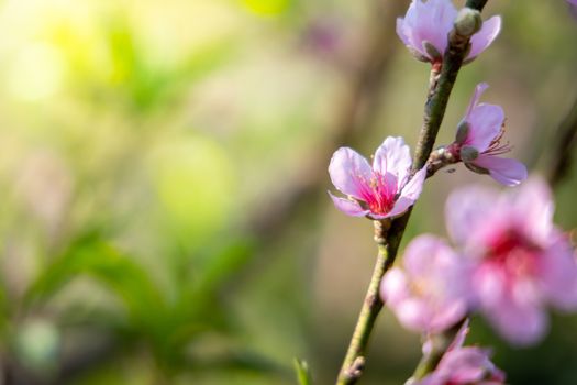 Sakura flowers blooming blossom in Chiang Mai, Thailand, nature background