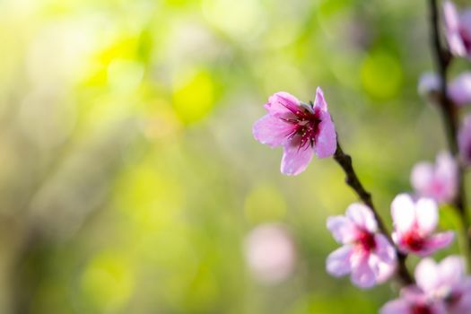 Sakura flowers blooming blossom in Chiang Mai, Thailand, nature background