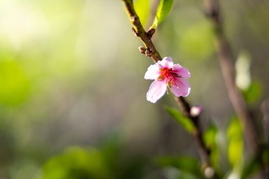 Sakura flowers blooming blossom in Chiang Mai, Thailand, nature background