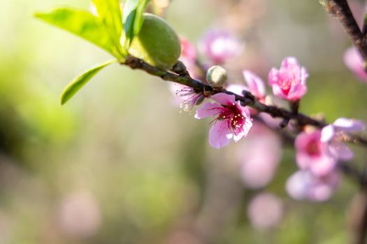 Sakura flowers blooming blossom in Chiang Mai, Thailand, nature background