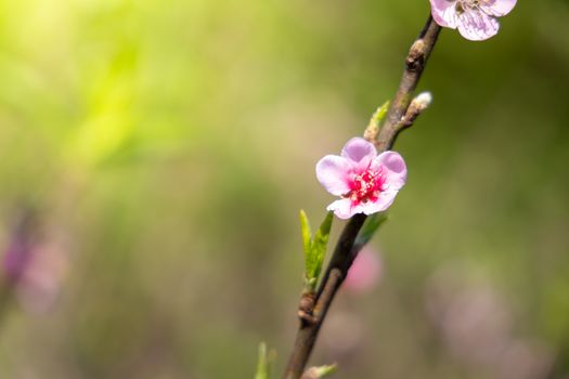 Sakura flowers blooming blossom in Chiang Mai, Thailand, nature background