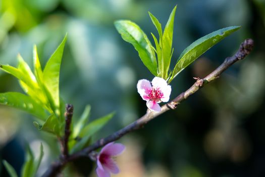 Sakura flowers blooming blossom in Chiang Mai, Thailand, nature background