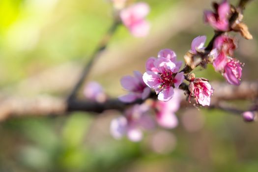 Sakura flowers blooming blossom in Chiang Mai, Thailand, nature background