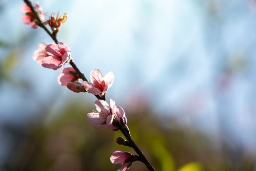 Sakura flowers blooming blossom in Chiang Mai, Thailand, nature background